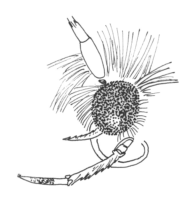 Head of Parornix anglicella (Gracillariidae).
